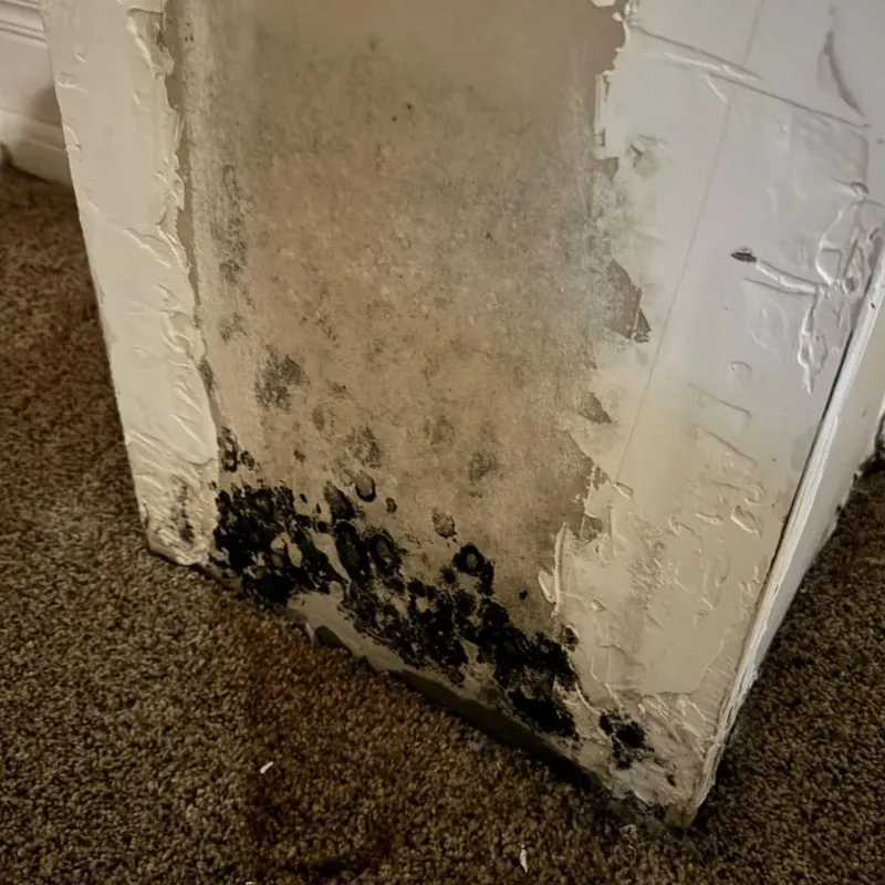 Professional Mold Removal in Home, WA